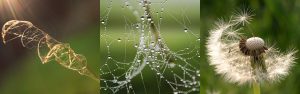 Hoch-X? – hochsensibel oder hochsensitiv, hochbegabt oder vielbegabt?